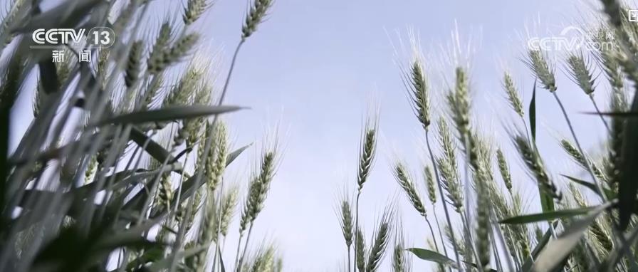 从“经验种田”到“数字种田”:科技赋能护航夏粮丰收 绘就丰收新画卷