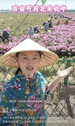 芍药花采摘直播