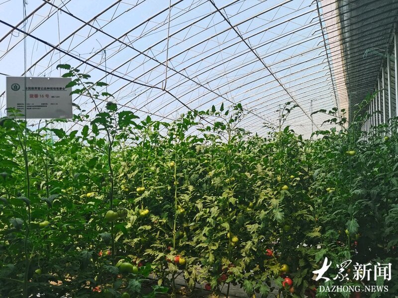 持续7天 免费开放！山东举办蔬菜优良品种展示开放活动