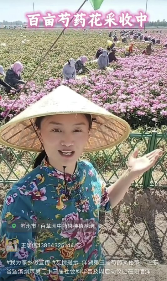 芍药花采摘直播