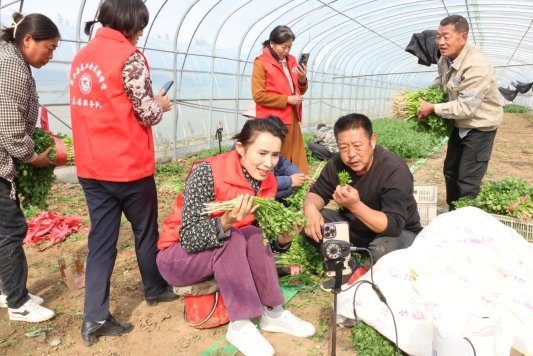 2024.11.02老湖镇贾村香菜 (6)