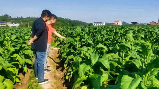 株洲茶陵烟草：服务有“度”助农有“招”