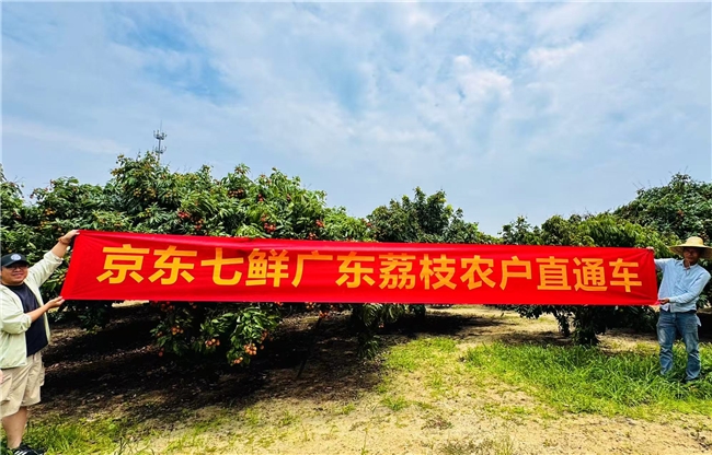 京东七鲜开启“包园式”销售广东荔枝 产地直采新鲜直达