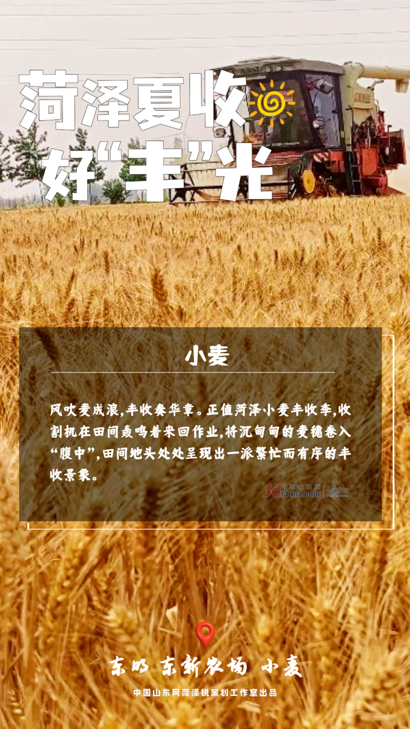 菏泽好“丰”光|夏收图景动人心