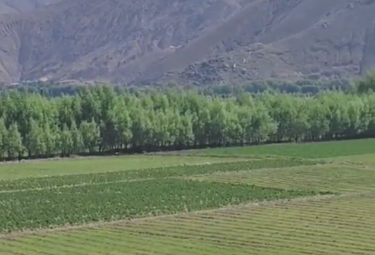 视频|二十三年精心管护,潍坊援藏把4万亩高原荒漠变绿洲