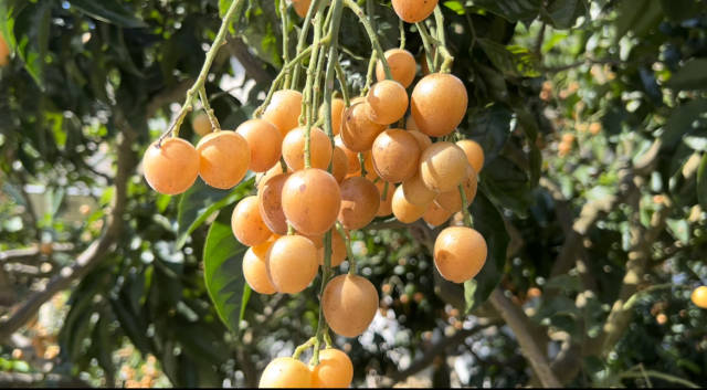 圆润饱满的黄皮。