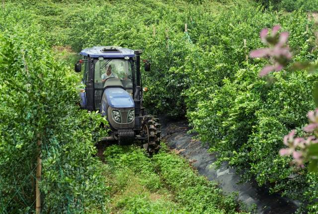 除草拖拉机在果林中工作。