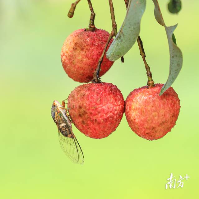 蝉鸣荔红，是夏日特有的邂逅。南方+拍客 卞伟峰 摄