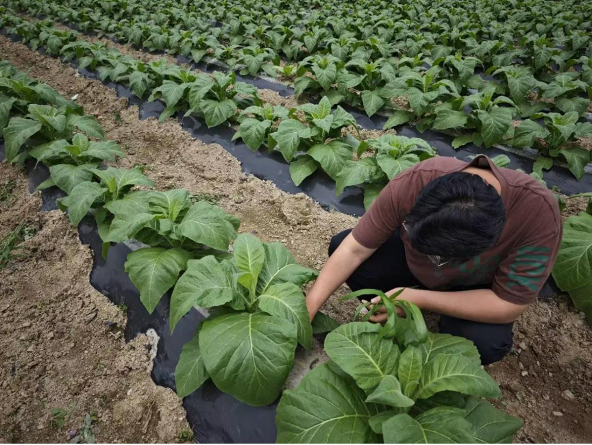 湖北咸丰：培土追肥精管理 技术“开方”防病害