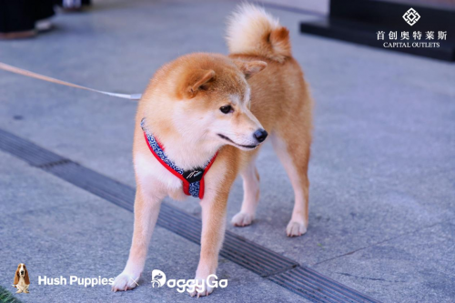 Hush Puppies“宠友星派对”北京首秀落地房山首创奥莱  跨界打造人宠社交新场景