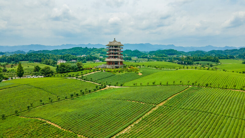 17506500263052.jpg 湄潭县永兴镇万亩茶海.jpg