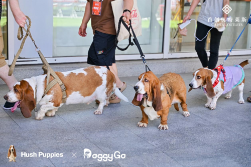 Hush Puppies“宠友星派对”北京首秀落地房山首创奥莱  跨界打造人宠社交新场景
