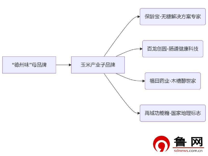 打造“中国玉米科技之芯”品牌新名片：“德州玉米”品牌推广策略发布