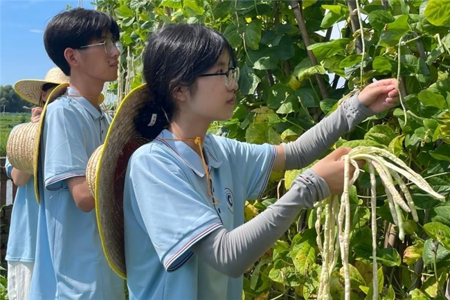 椒豆飘香时，“新声”启新程：常德职院学子田野实践展风采