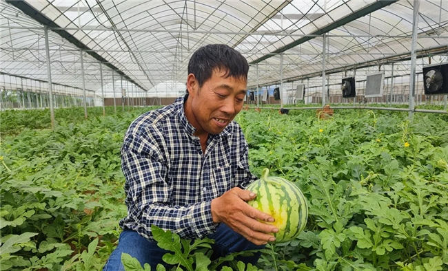 湖北应城：“金叶”助农，“瓜”分甜蜜