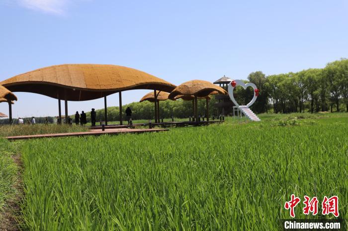 (乡村行·看振兴)文化IP解锁农田里的共富密码