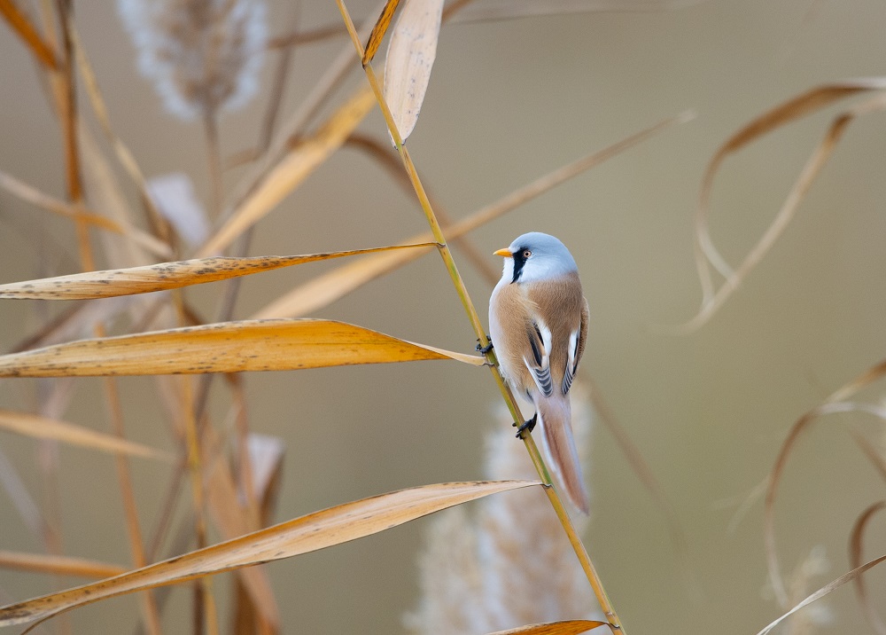 山西省重点保护鸟类文须雀。郭耀庭摄