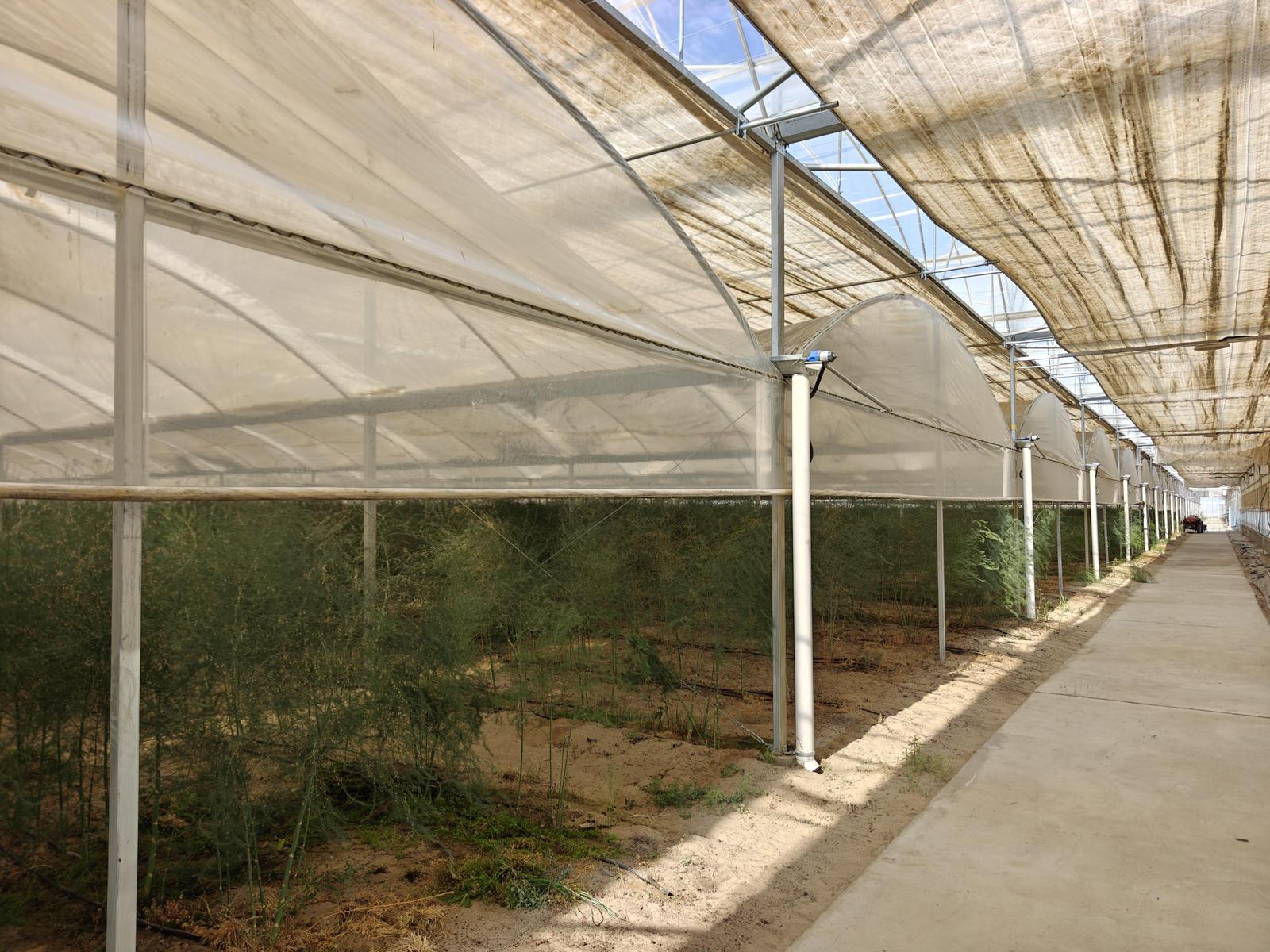 辉煌60载 魅力新西藏丨从西藏卖到香港!沙子里种出有机芦笋