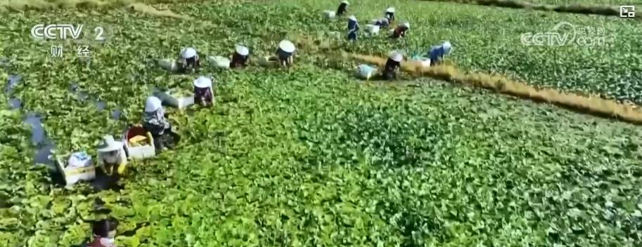 夏日特色水产采收正当时 多样化供给丰富市民餐桌