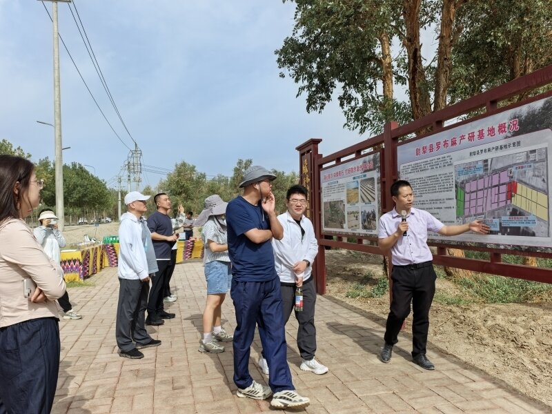 从“戈壁仙草”看防沙治沙的“新疆智慧”