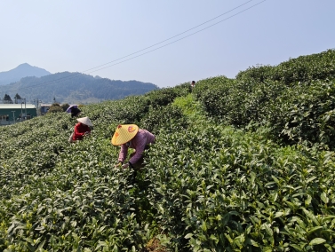 贵州抹茶