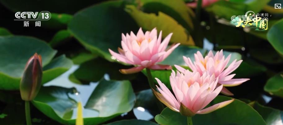 “以花兴业、以景促旅、以绿生金” “美丽经济” 点亮乡村振兴新路径