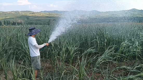 沂水县沂城街道:实干抗旱保秋收