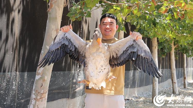 粮满仓・好丰光 | 新农人:“洋鹅”管家蹚出致富路