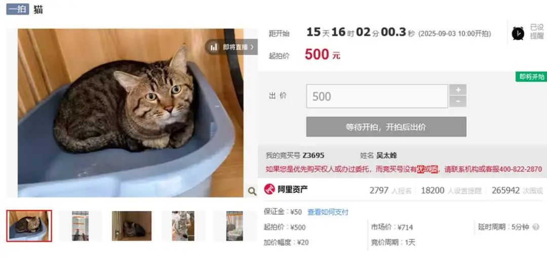 已有近3000人报名!泰山财经记者加入狸花猫竞拍大军