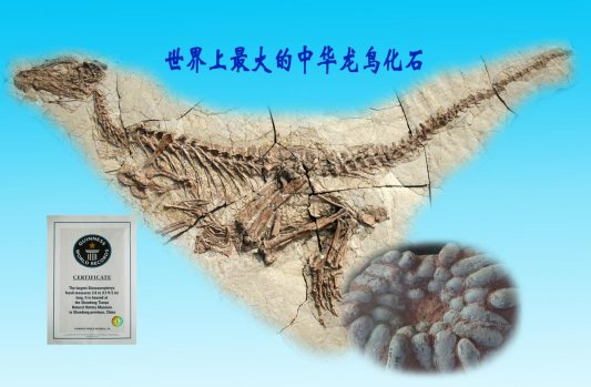 世界上最大的中华龙鸟体长3.8米