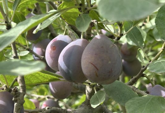 32d0427bc9128c09049a0f520dec855b