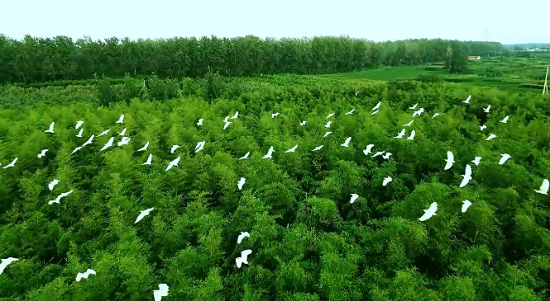 鹭影重重下沂河新区的“绿色生态”经