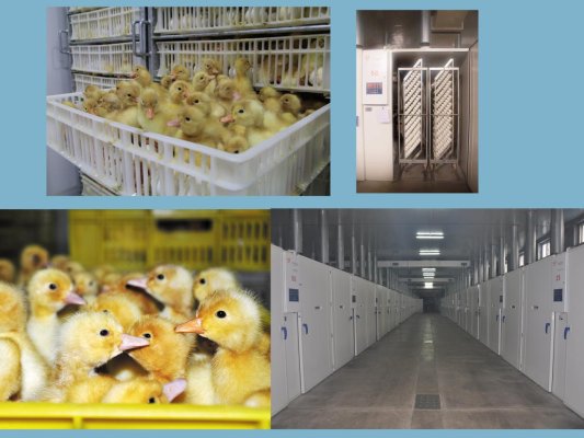 公司鸭苗孵化车间