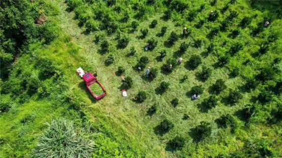 峡江县农业产业融合结硕果 乡村振兴闯新路