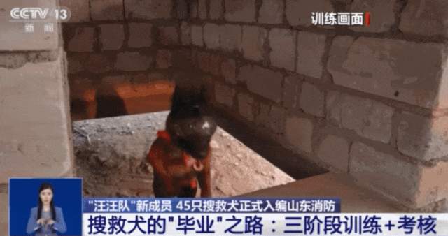 山东45只搜救犬正式入编,现场视频来了