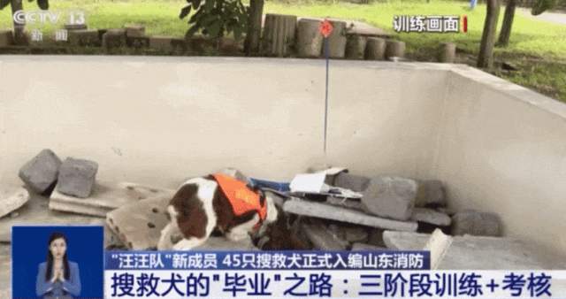 山东45只搜救犬正式入编,现场视频来了