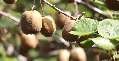 枣庄市薛城区:生态果香满枝头 特色鲜果迎来丰收季