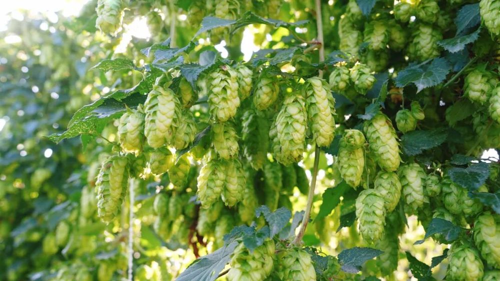 新质新造·兵团丨特色产业丰收 绘就乡村振兴新画卷