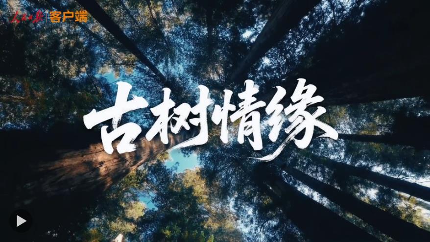 文脉华章 | 微视频《古树情缘》
