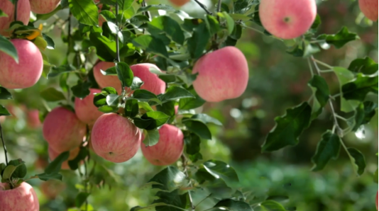 900公斤“沂源红”,为何让果农“红”了眼