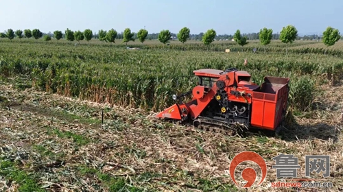 打响晚播小麦“保卫战”:枣庄科技助力攻坚秋种