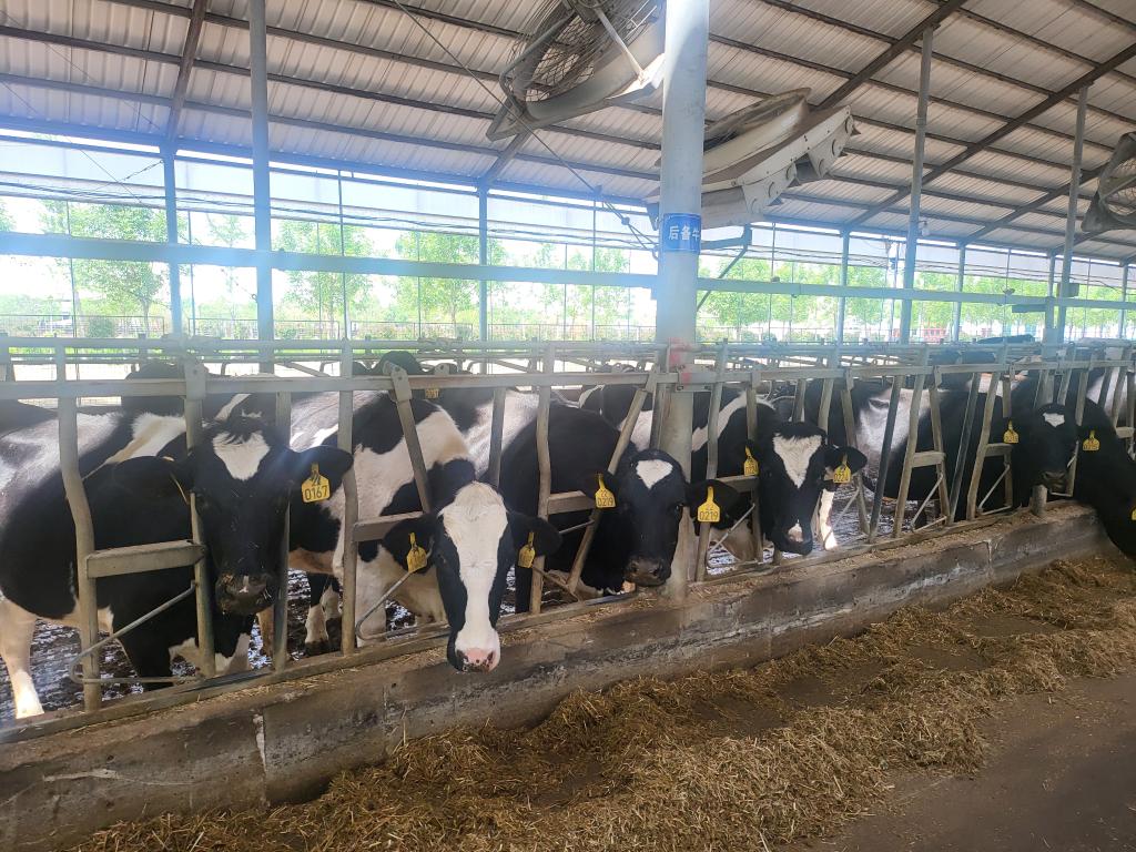 山东青岛:金融“活水”为特色产业发展注入新活力