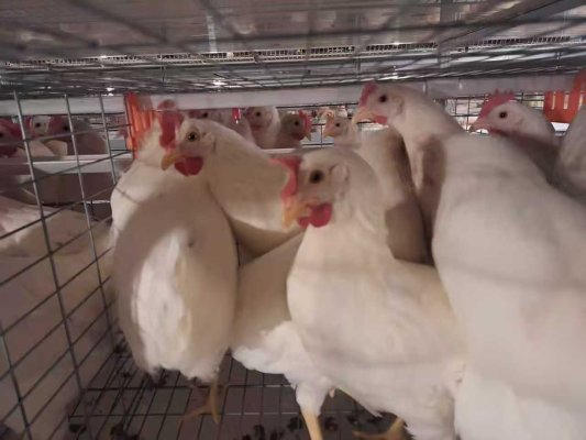 微信图片_20251022074139_416_351