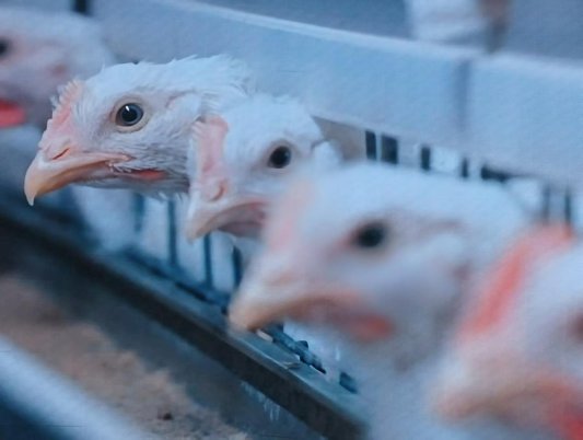 d7549ec3d8dd1fbe6aa7a35bcb55faf2