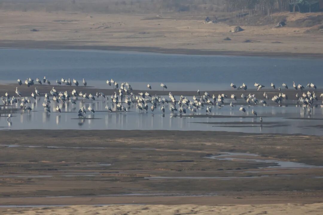 山东郯城:东方白鹳飞抵沂河