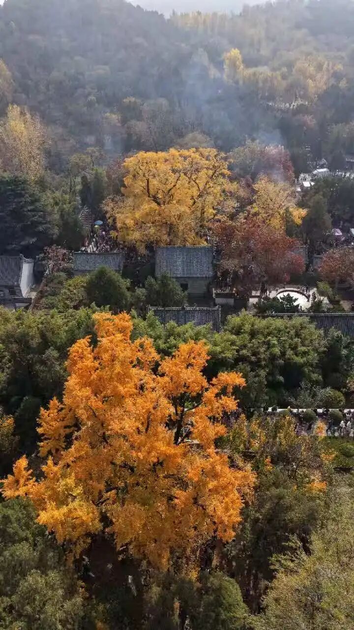 这场音乐会绝了!在4000年古银杏树下听歌!