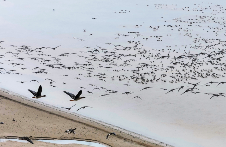 菏泽迎来今年首批越冬候鸟!