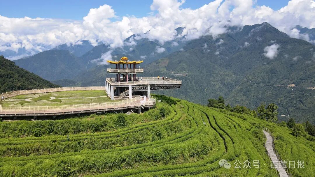 113000000元!墨脱真棒!