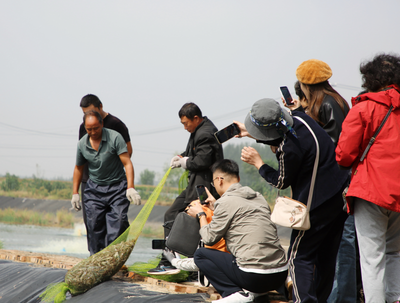 粮满仓·好丰光|海虾淡养 170亩闲置坑塘变身增收“聚宝盆”