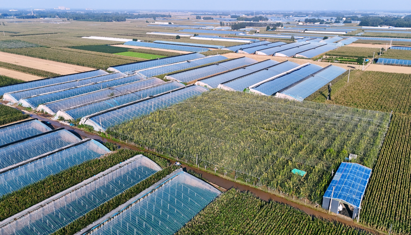 粮满仓·好丰光|探秘梨子界的“红富士”——冠县酥梨